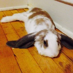 Meet your Posher, Elizabeth